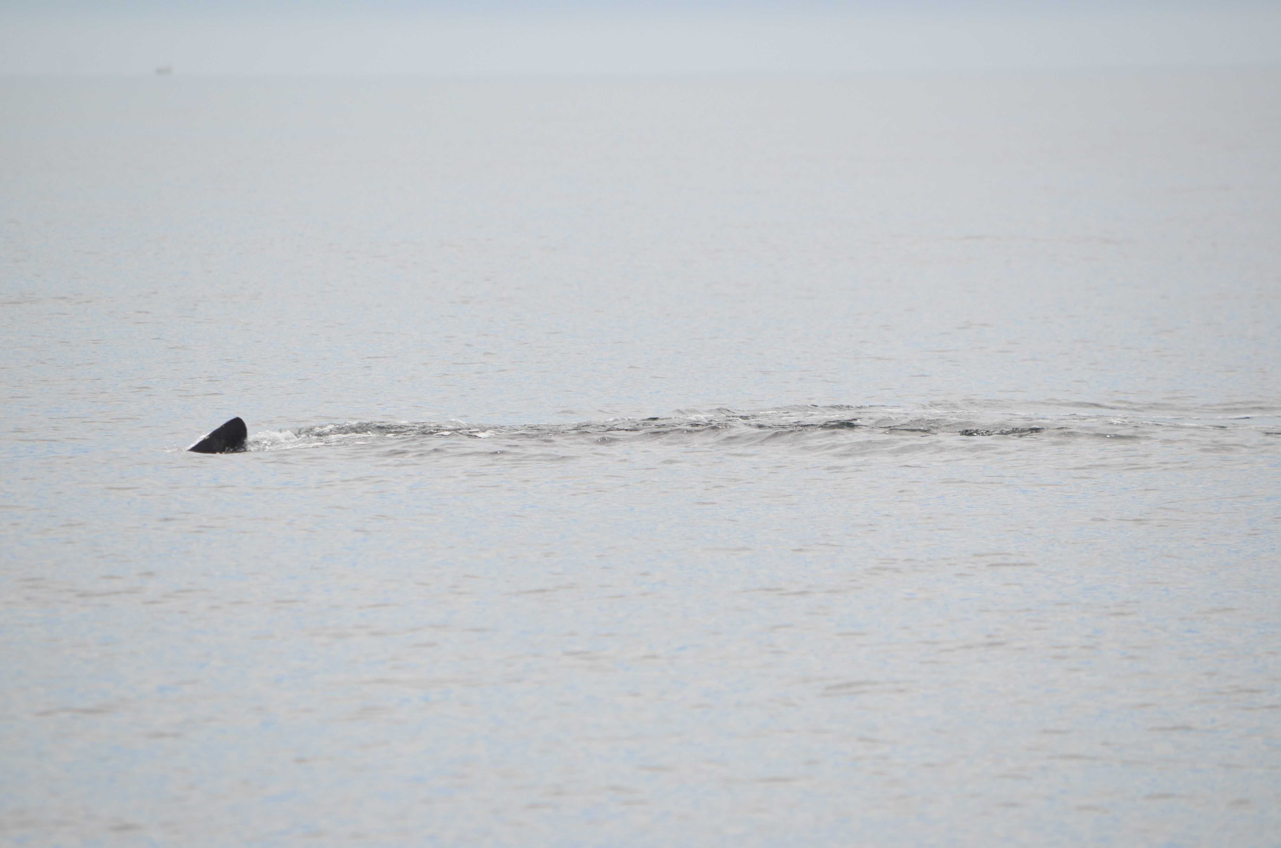 photos/wildlife/Mammal_Species/Humpback Whale/DSC_0037.JPG